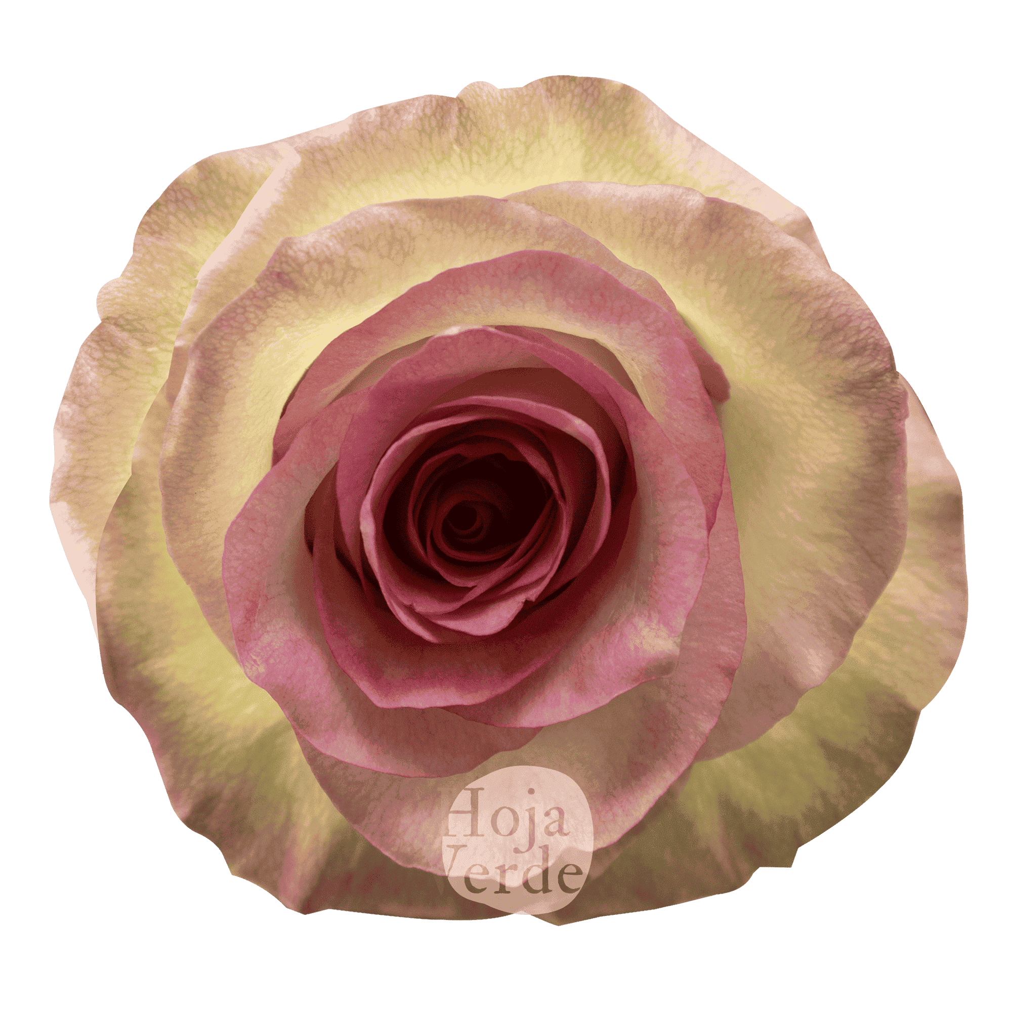 Swan, Ecuadorian rose by Hoja Verde with bicolor colors