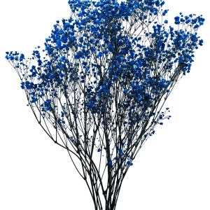 Gypsophila Blue