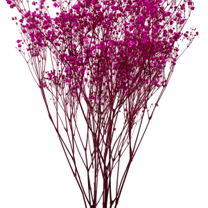 Gypsophila Fuchsia