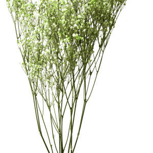 Gypsophila Light Green