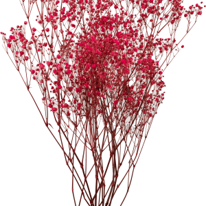 Gypsophila Hot Pink