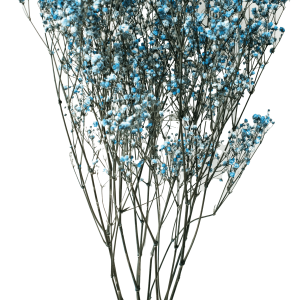 Gypsophila Light Blue