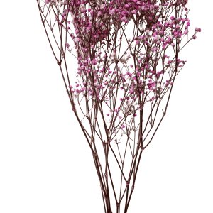 Gypsophila Light Fuchsia