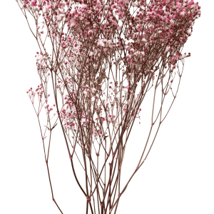 Gypsophila Light Pink