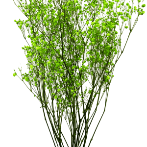 Gypsophila Lime Green
