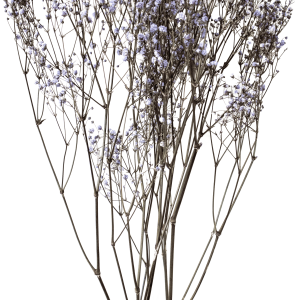 Gypsophila Milka