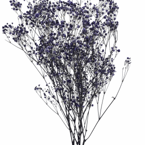 Gypsophila Purple