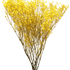 Gypsophila Sunny Yellow