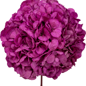 Hydrangea Fuchsia