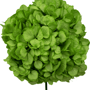 Hydrangea Green