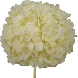 Hydrangea Ivory