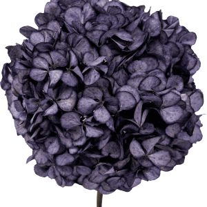 Hydrangea Purple