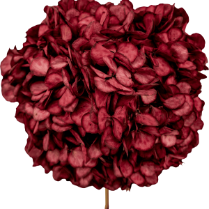 Hydrangea Red