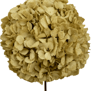 Hydrangea Sand