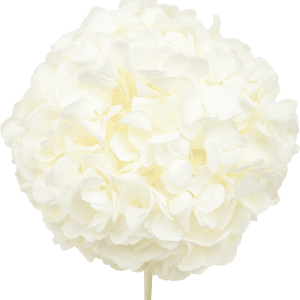 Hydrangea White
