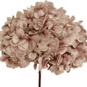 Hydrangea Mauve Antique