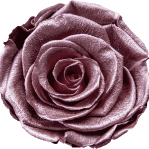 Pink Rose