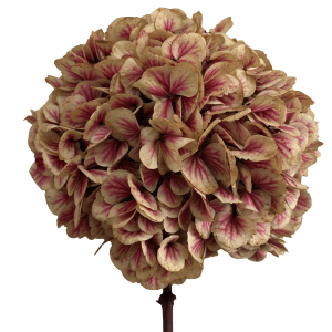 Hydrangea Red Antique