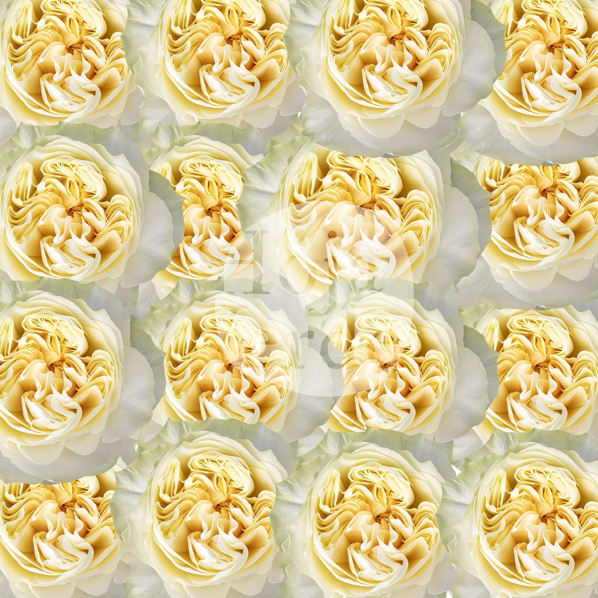 Antonia Gardens light yellow ruffled garden rose with large bloom by Hoja Verde Ecuador