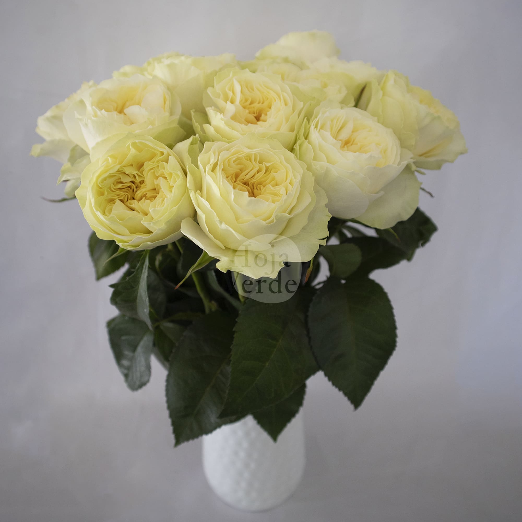 Antonia Gardens light yellow ruffled garden rose with large bloom by Hoja Verde Ecuador