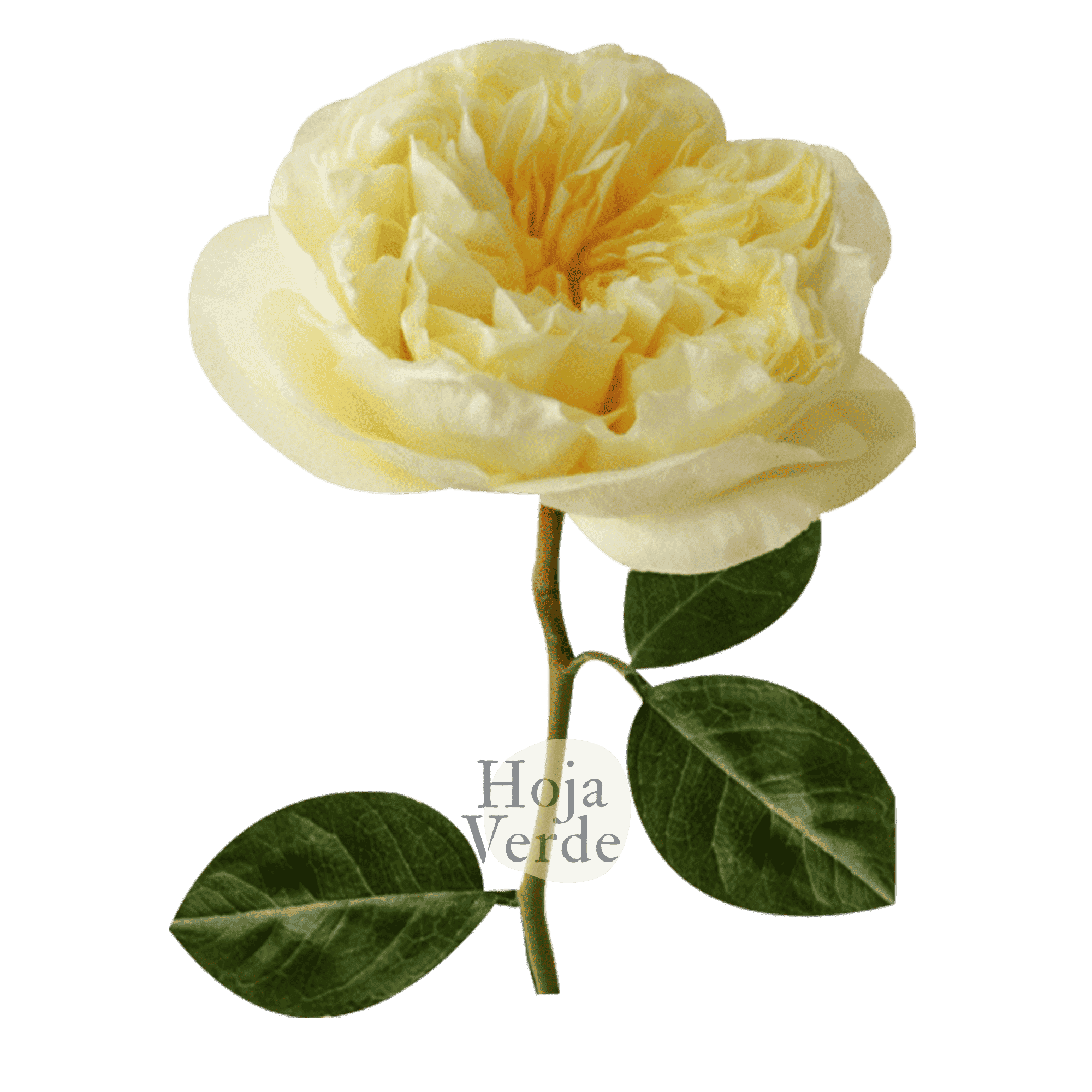 Antonia Gardens light yellow ruffled garden rose with large bloom by Hoja Verde Ecuador