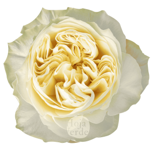Antonia Gardens light yellow ruffled garden rose with large bloom by Hoja Verde Ecuador