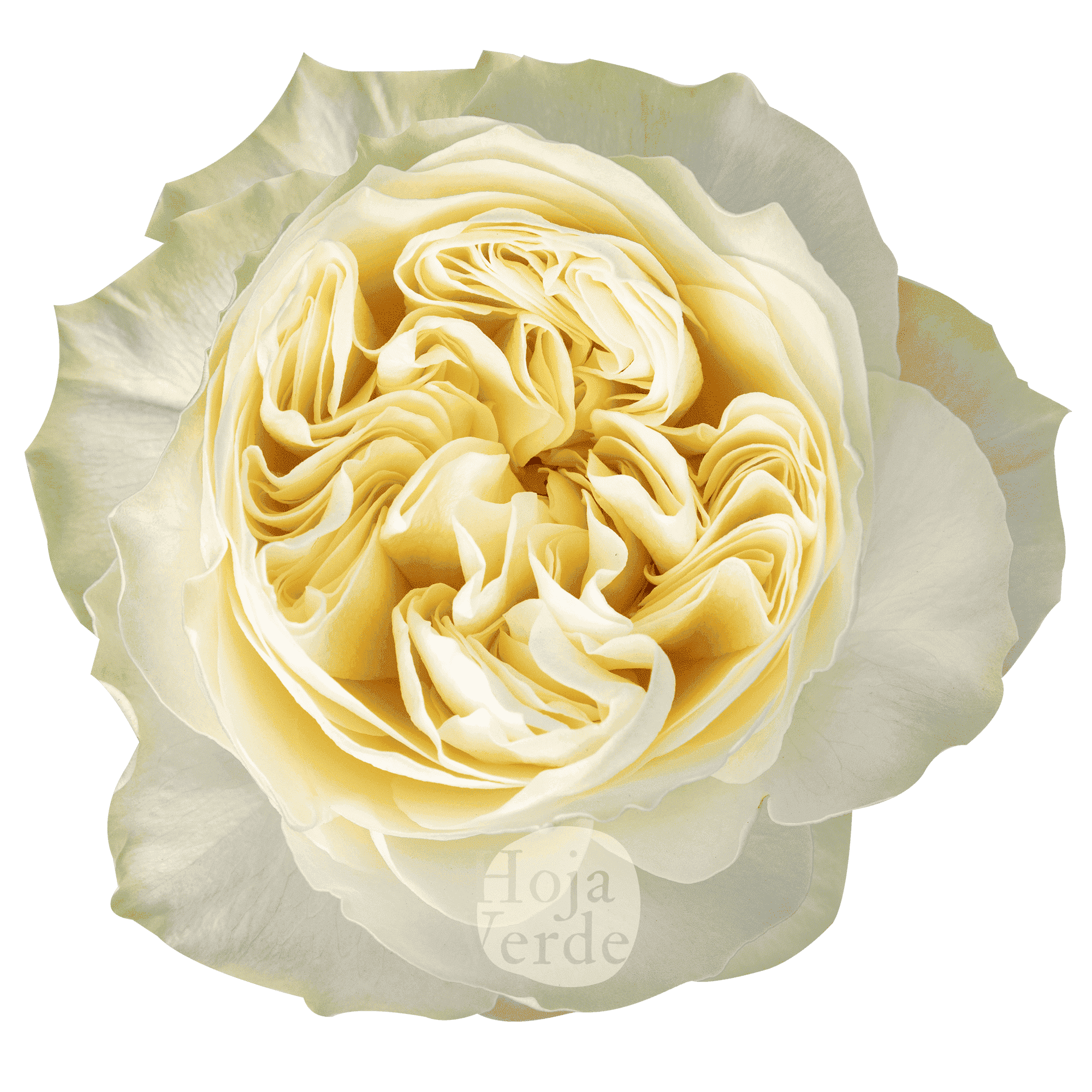 Antonia Gardens light yellow ruffled garden rose with large bloom by Hoja Verde Ecuador