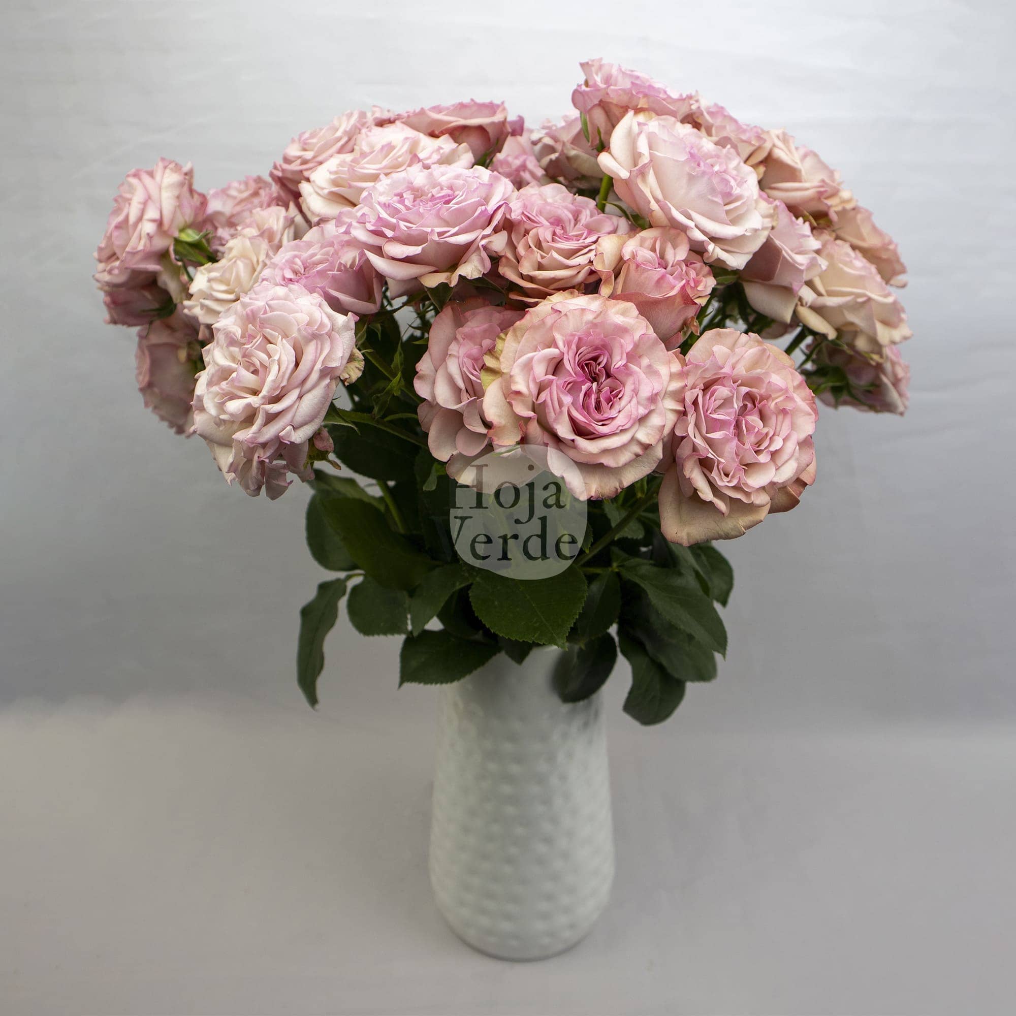 Baby Flow, Ecuadorian soft pink spray rose by Hoja Verde