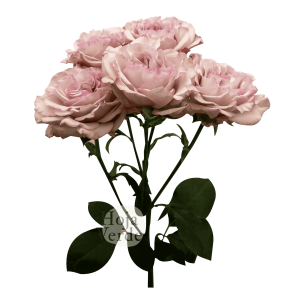 Baby Flow, Ecuadorian soft pink spray rose by Hoja Verde
