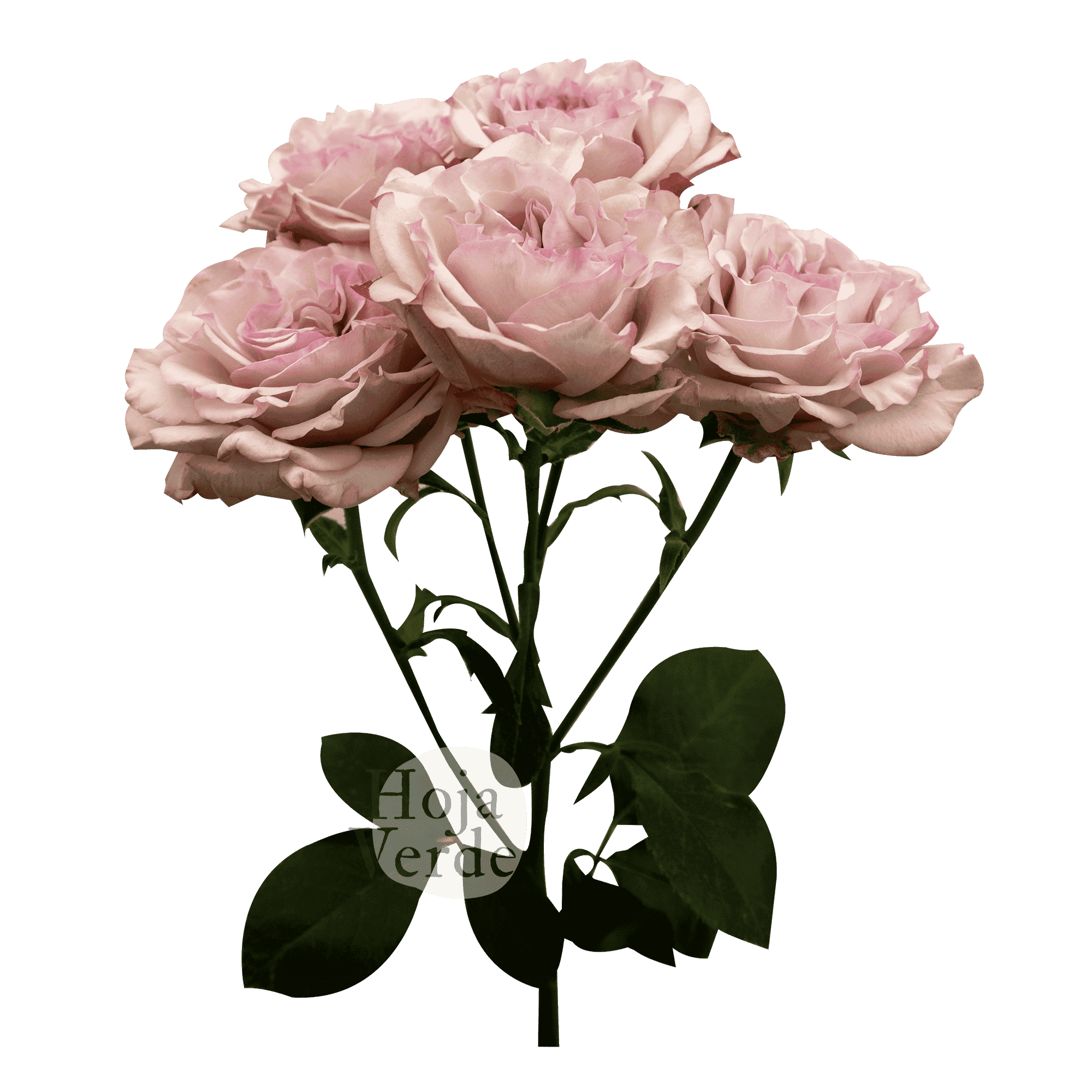 Baby Flow, Ecuadorian soft pink spray rose by Hoja Verde