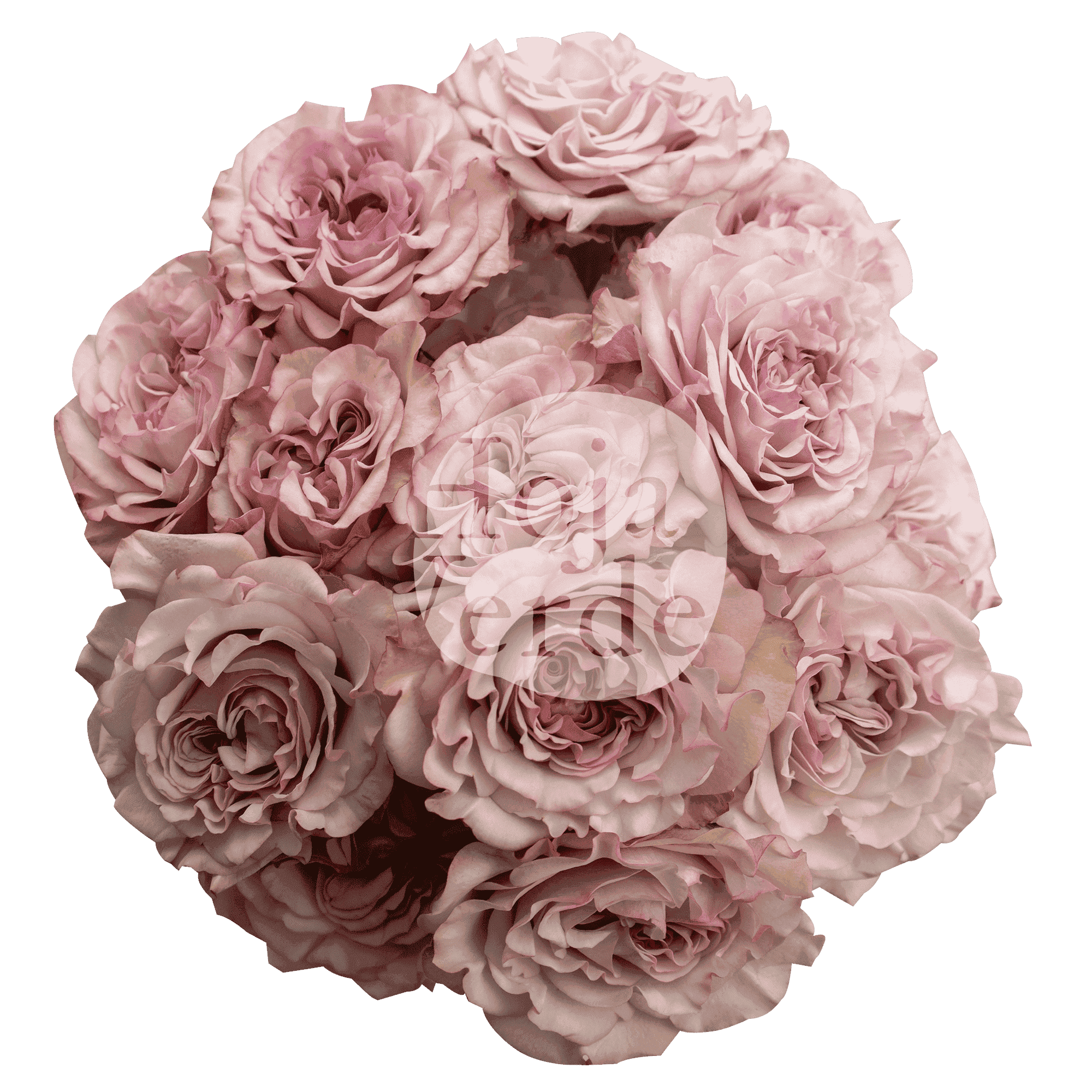 Baby Flow, Ecuadorian soft pink spray rose by Hoja Verde