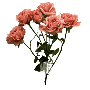 Be Joyful, Ecuadorian peach spray rose by Hoja Verde