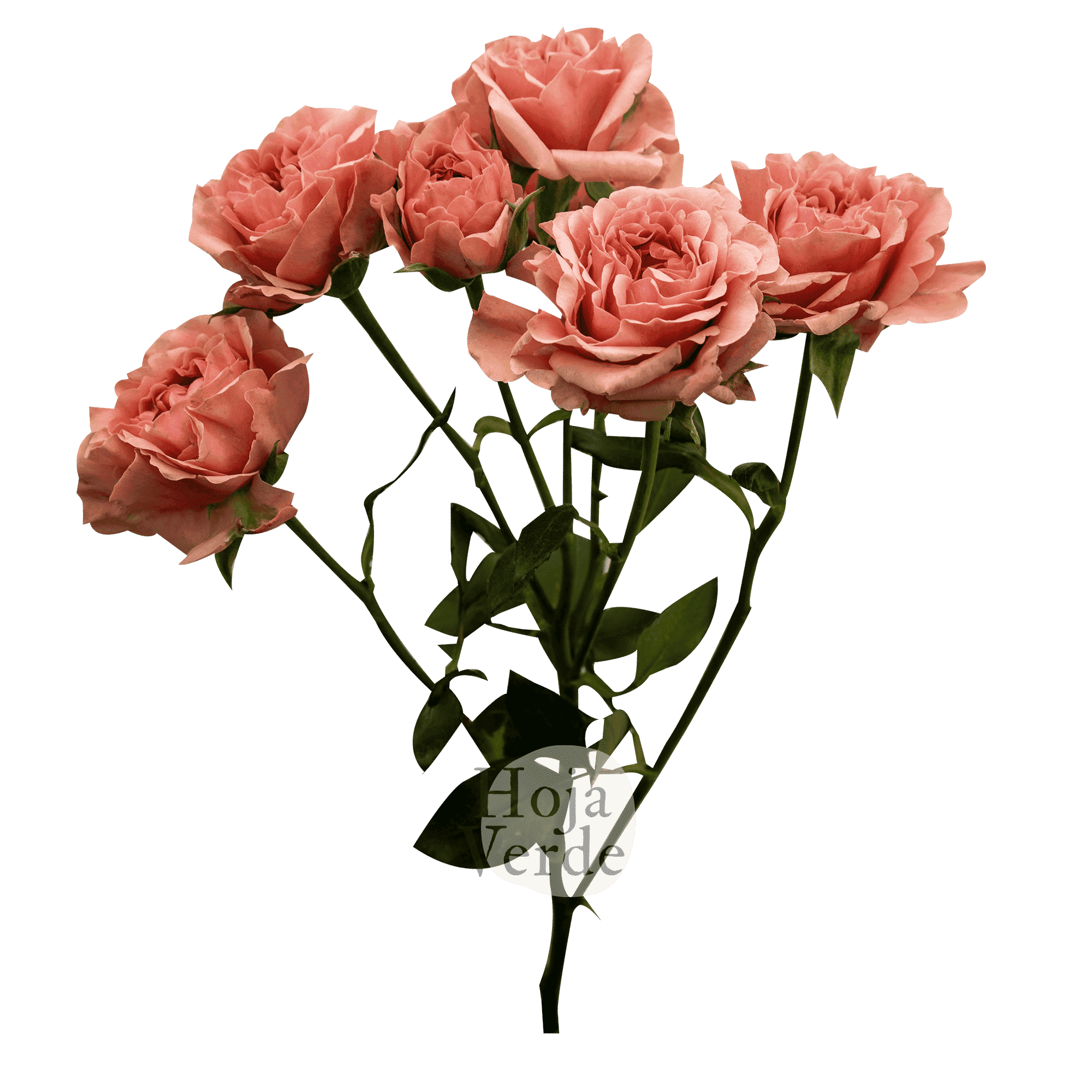 Be Joyful, Ecuadorian peach spray rose by Hoja Verde