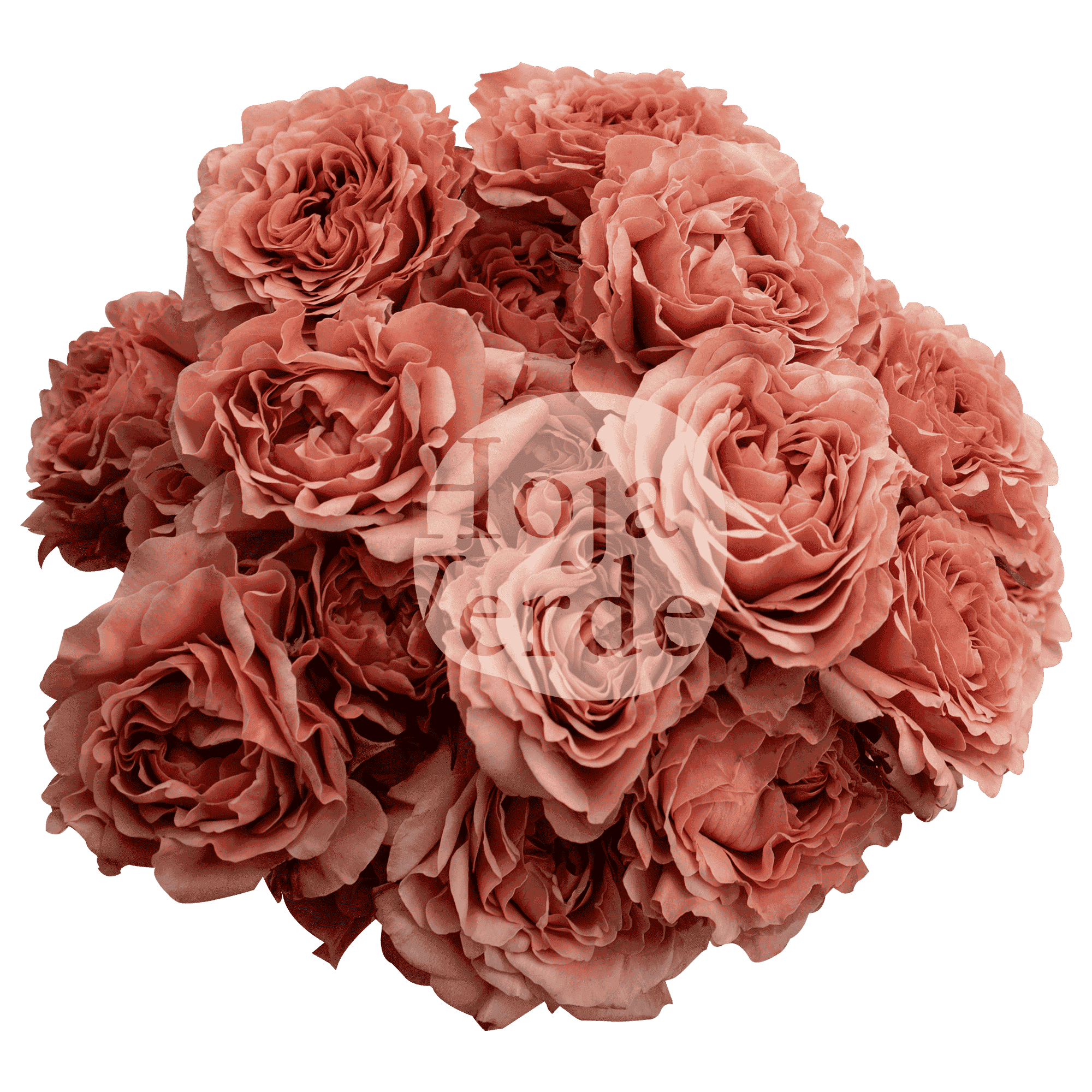 Be Joyful, Ecuadorian peach spray rose by Hoja Verde