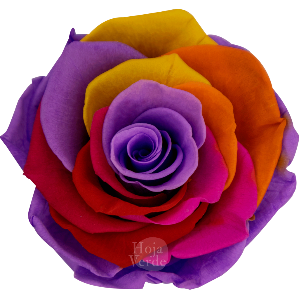 Ecuadorian Preserved Roses by Hoja Verde