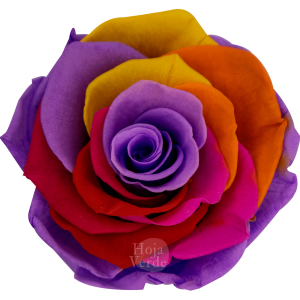 Ecuadorian Preserved Roses by Hoja Verde