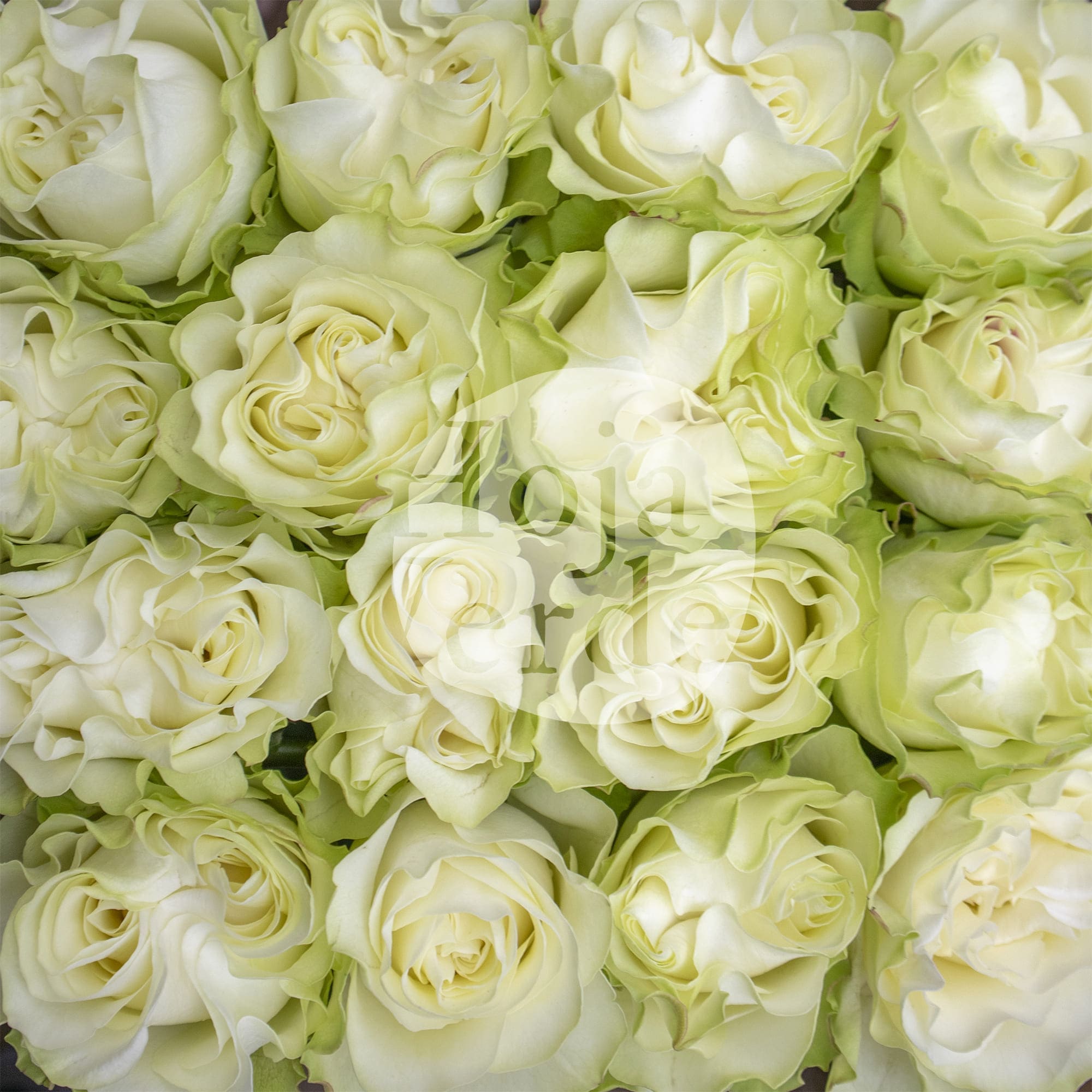 Country Soul, Ecuadorian white garden rose by Hoja Verde
