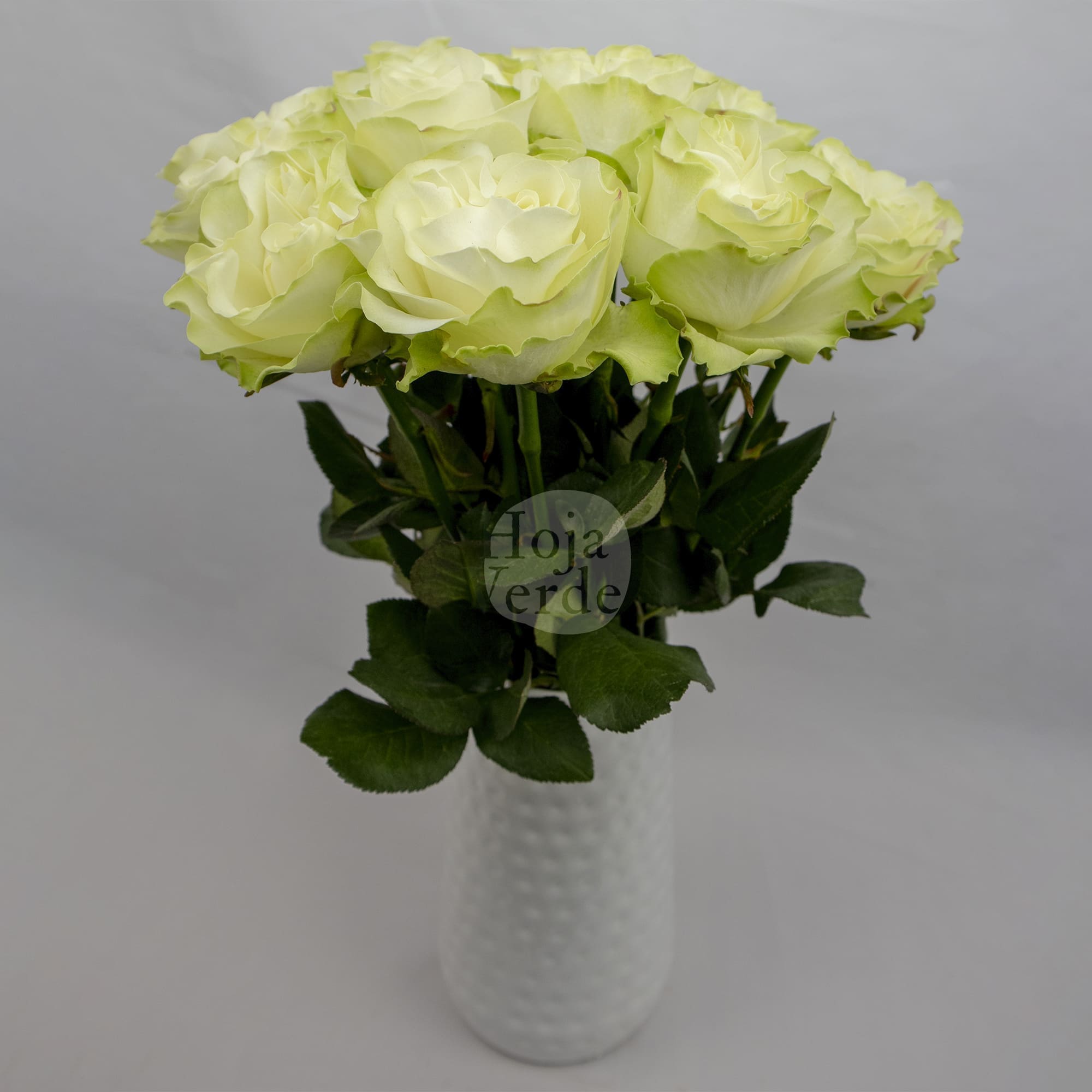 Country Soul, Ecuadorian white garden rose by Hoja Verde