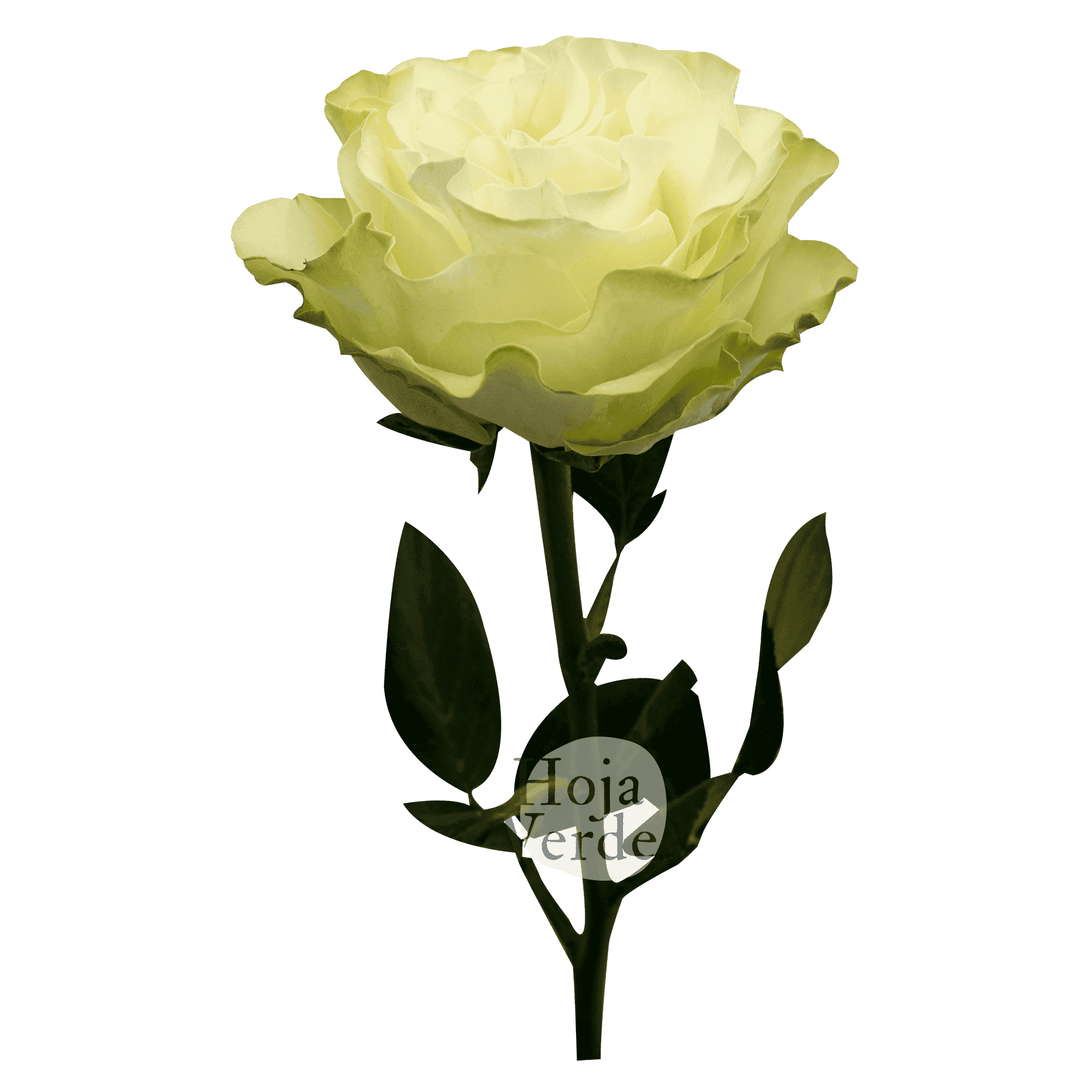 Country Soul, Ecuadorian white garden rose by Hoja Verde