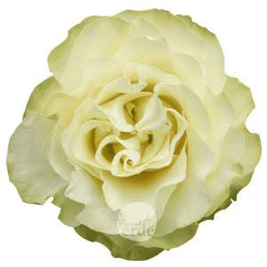 Country Soul, Ecuadorian white garden rose by Hoja Verde