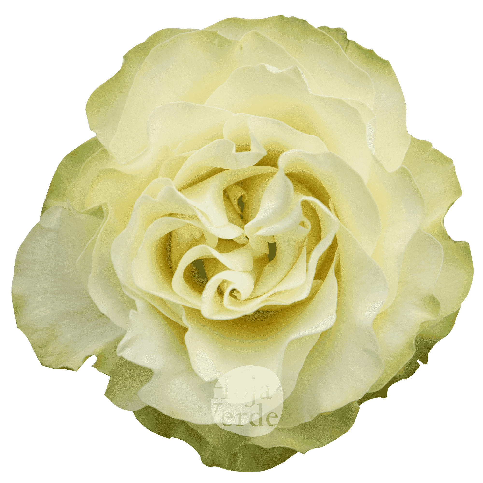Country Soul, Ecuadorian white garden rose by Hoja Verde
