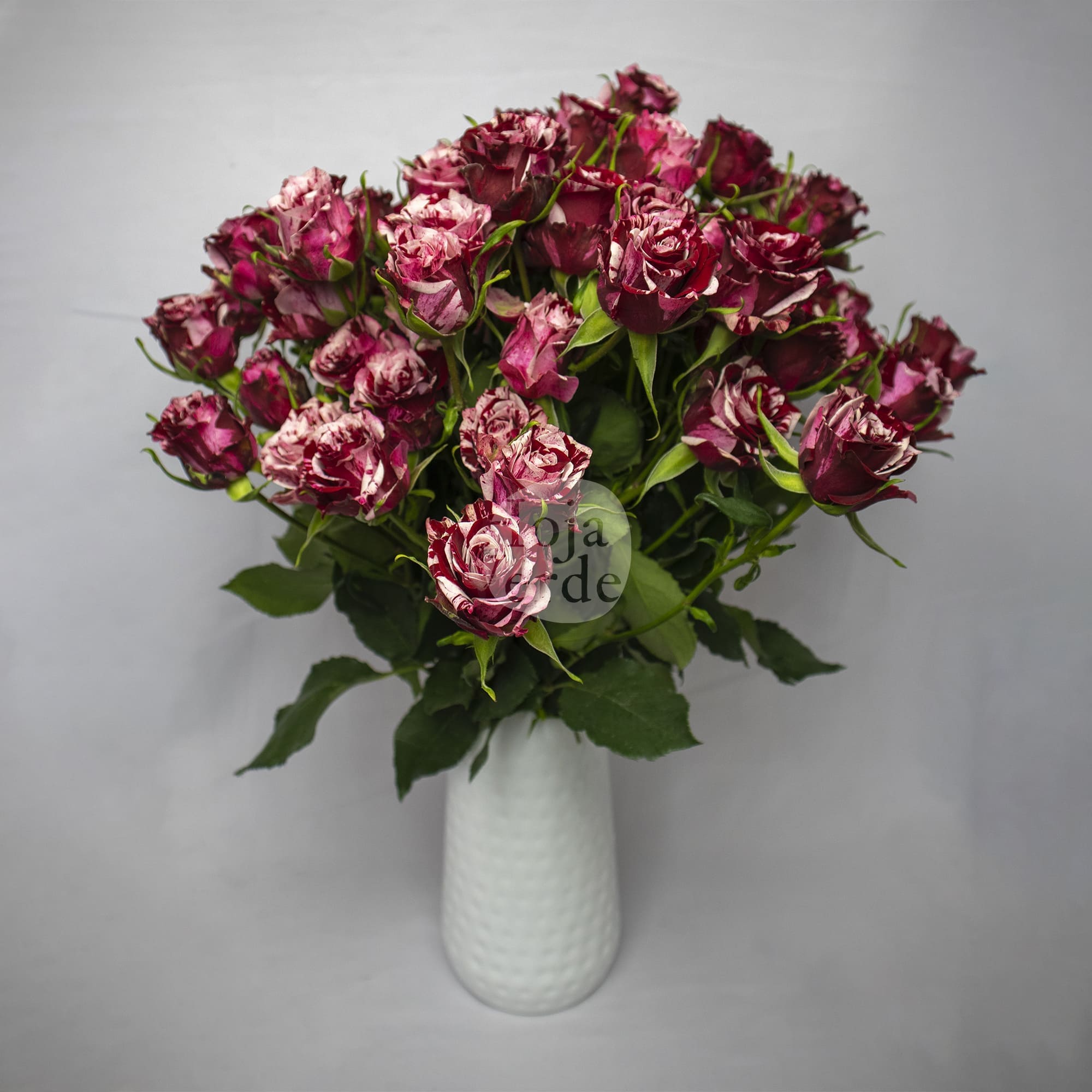 Crazy Rosever, Ecuadorian mottled spray rose by Hoja Verde