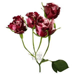 Crazy Rosever, Ecuadorian mottled spray rose by Hoja Verde