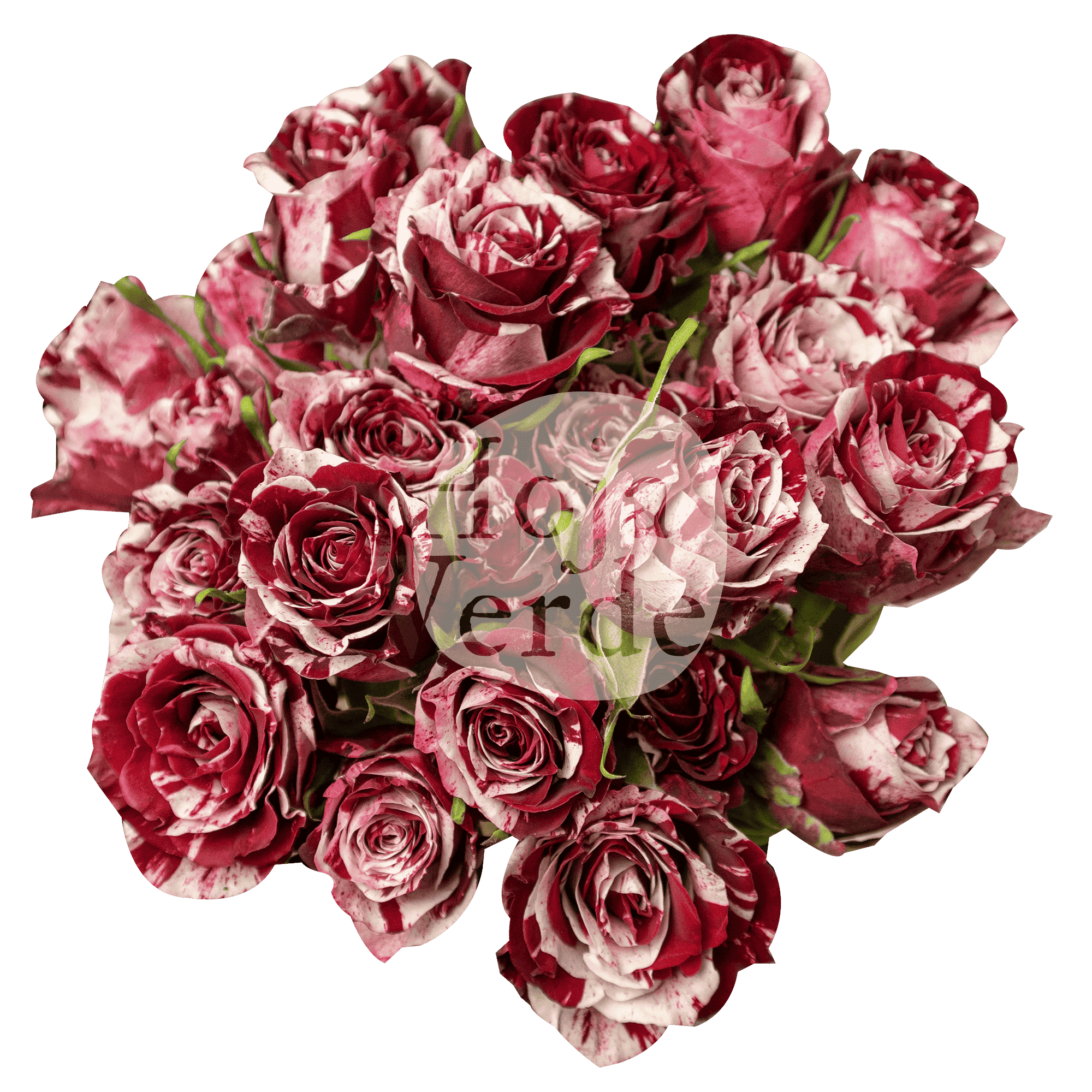 Crazy Rosever, Ecuadorian mottled spray rose by Hoja Verde