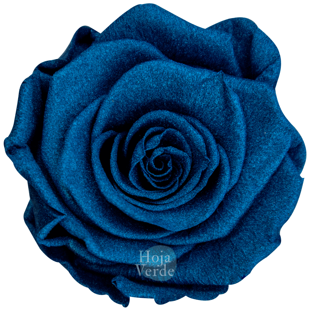 Ecuadorian Preserved Roses by Hoja Verde