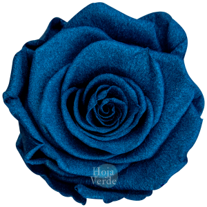 Ecuadorian Preserved Roses by Hoja Verde