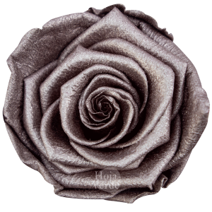 Ecuadorian Preserved Roses by Hoja Verde
