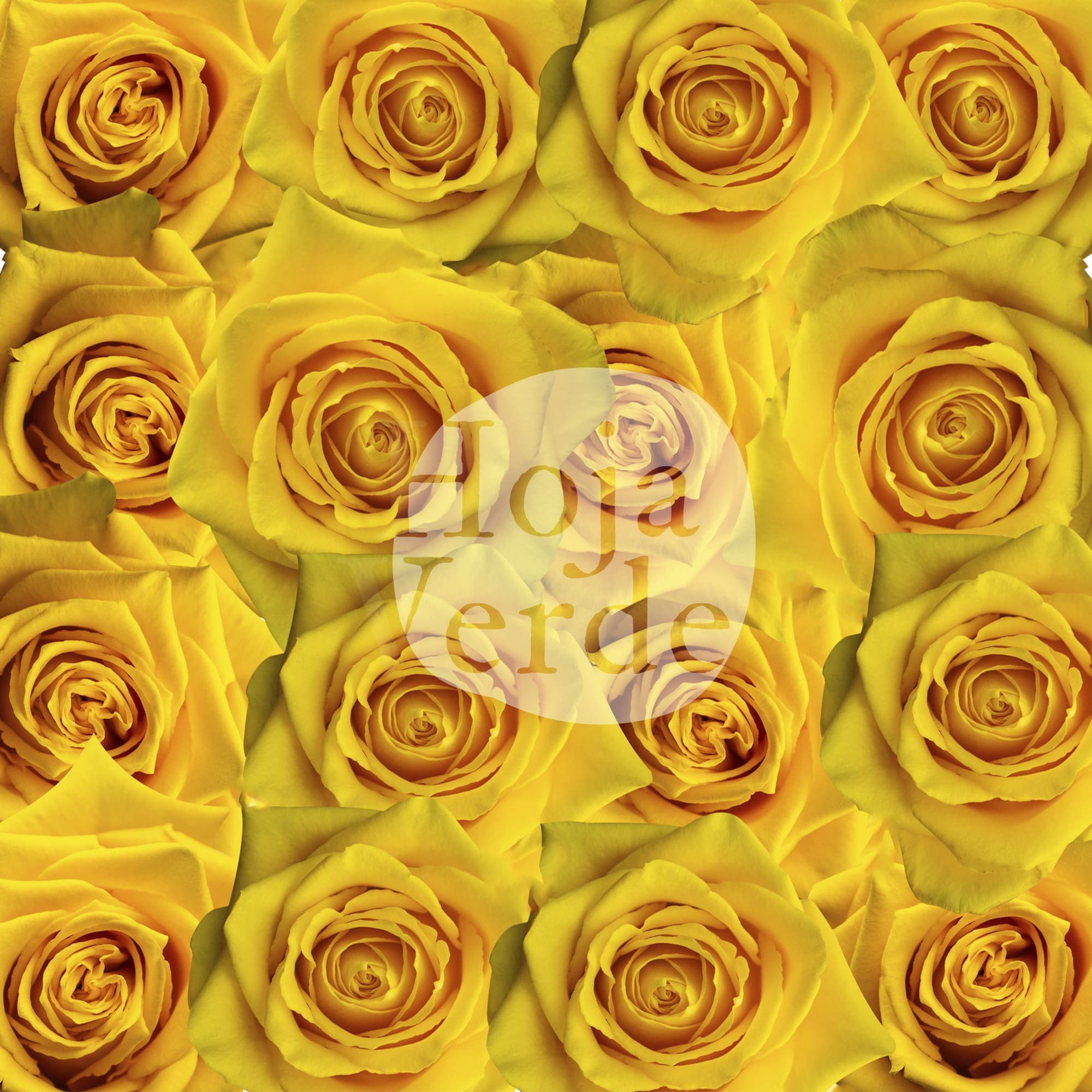 Fashion Gold, Ecuadorian yellow rose by Hoja Verde