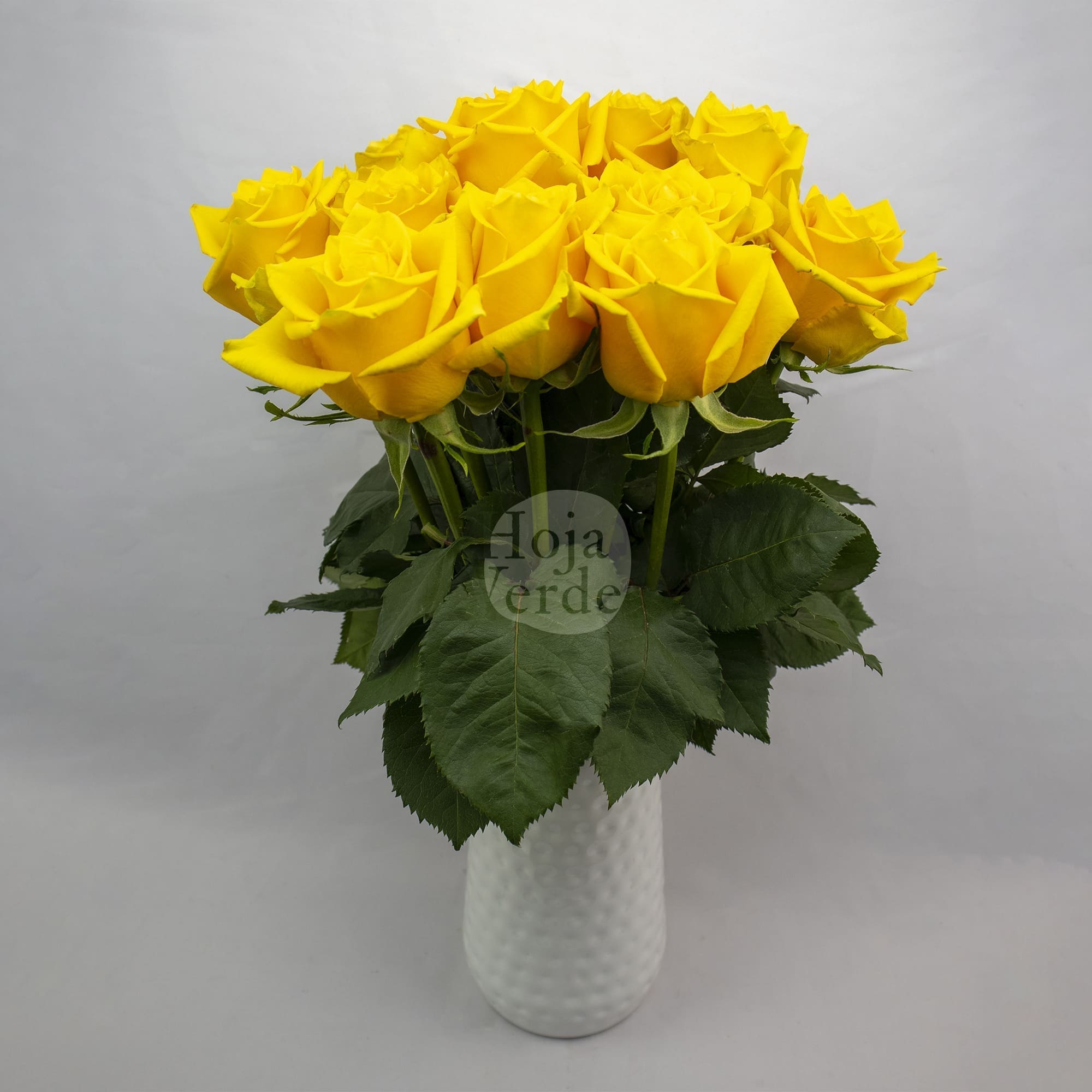 Fashion Gold, Ecuadorian yellow rose by Hoja Verde