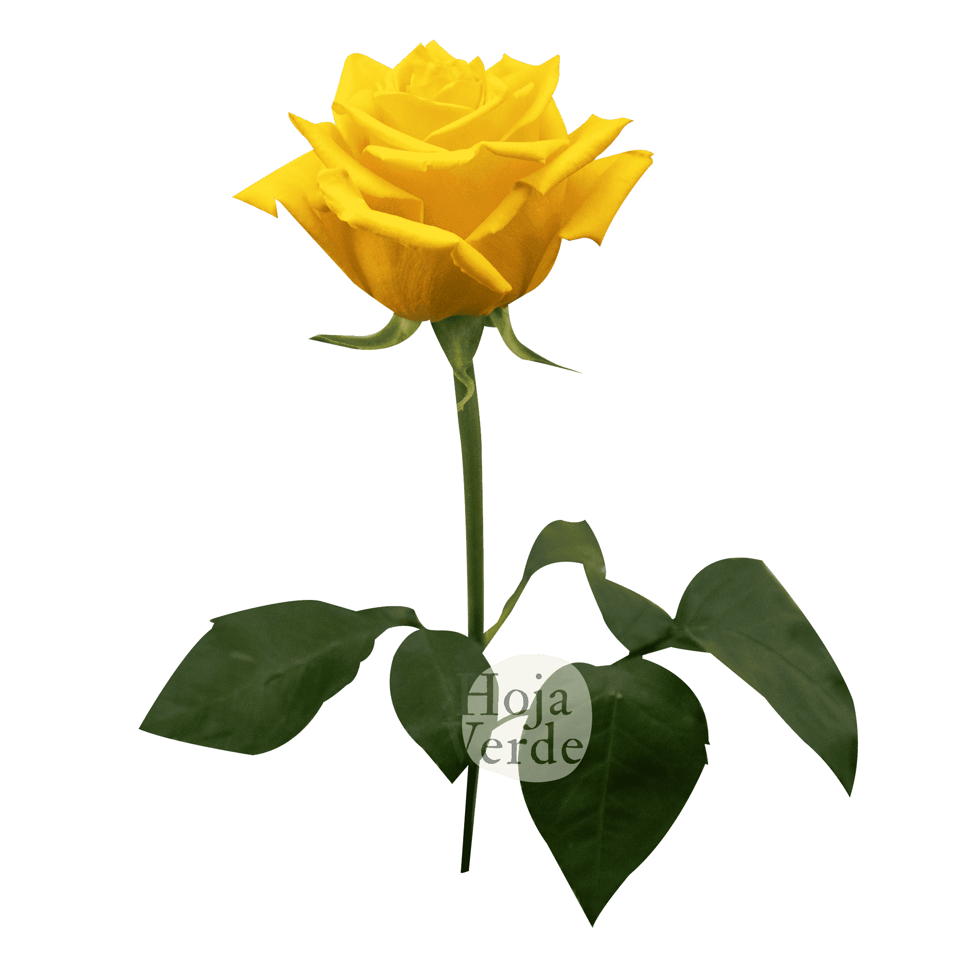 Fashion Gold, Ecuadorian yellow rose by Hoja Verde
